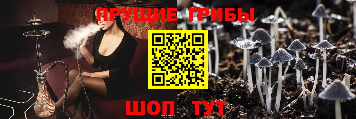 Заводоуковск  Галлюциногенные грибы прущие грибы  Вход с VPN 